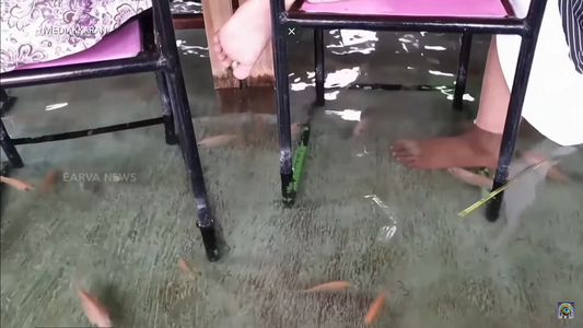 Cafe with Live Fish on the Floor