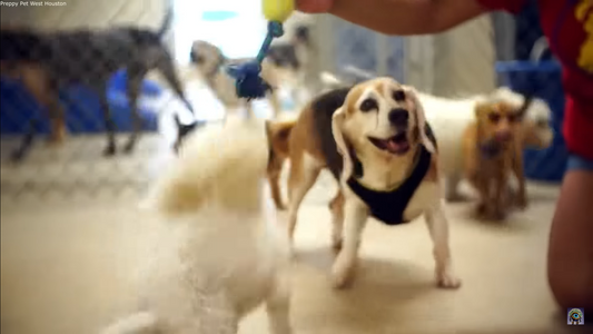 Camp for Dogs