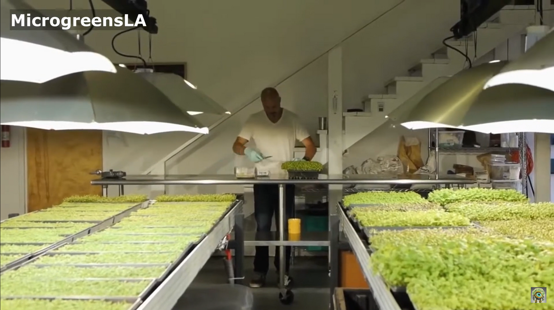 Growing Microgreens